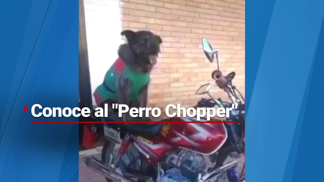 Conoce al 