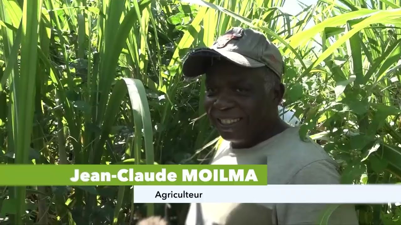 IntercropVALUES - eRcane Co-Innovation Case Study (La Reunion)