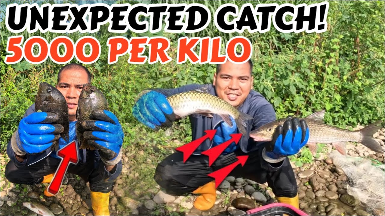 MAMAHALING ISDA NG PINAS!NANIRAHAN SA ILOG NG TAIWAN!🇹🇼
