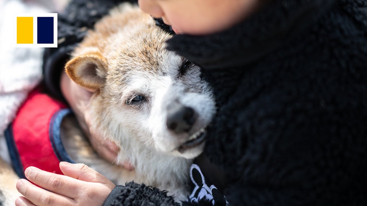 &lsquo;Doge&rsquo; meme dog dies