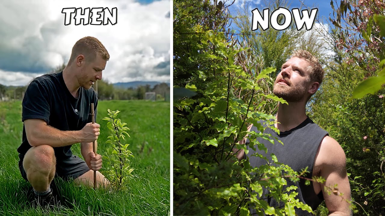 I Turned This Grass Into A Forest In 2 Years 🌳📈