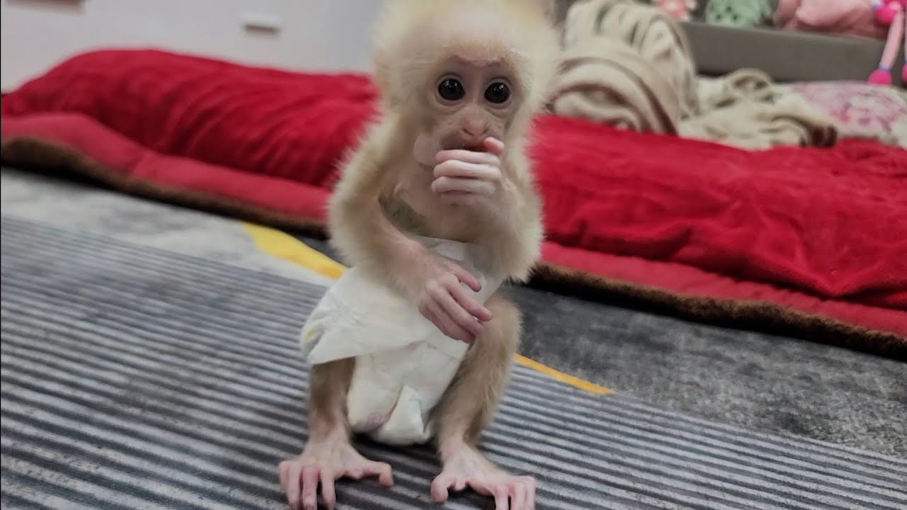 Monkey Kiti has gradually recovered his health | Kiti Life TV