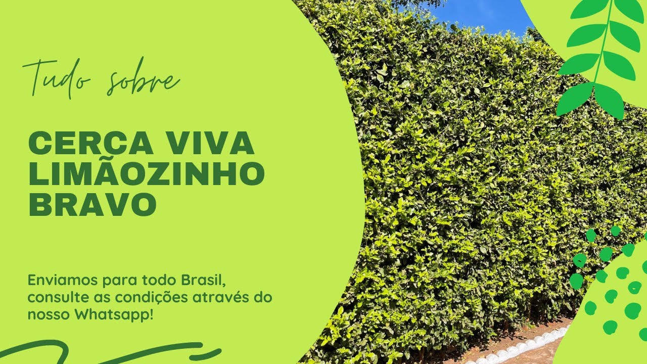 Saiba tudo sobre a Cerca Viva Limãozinho Bravo