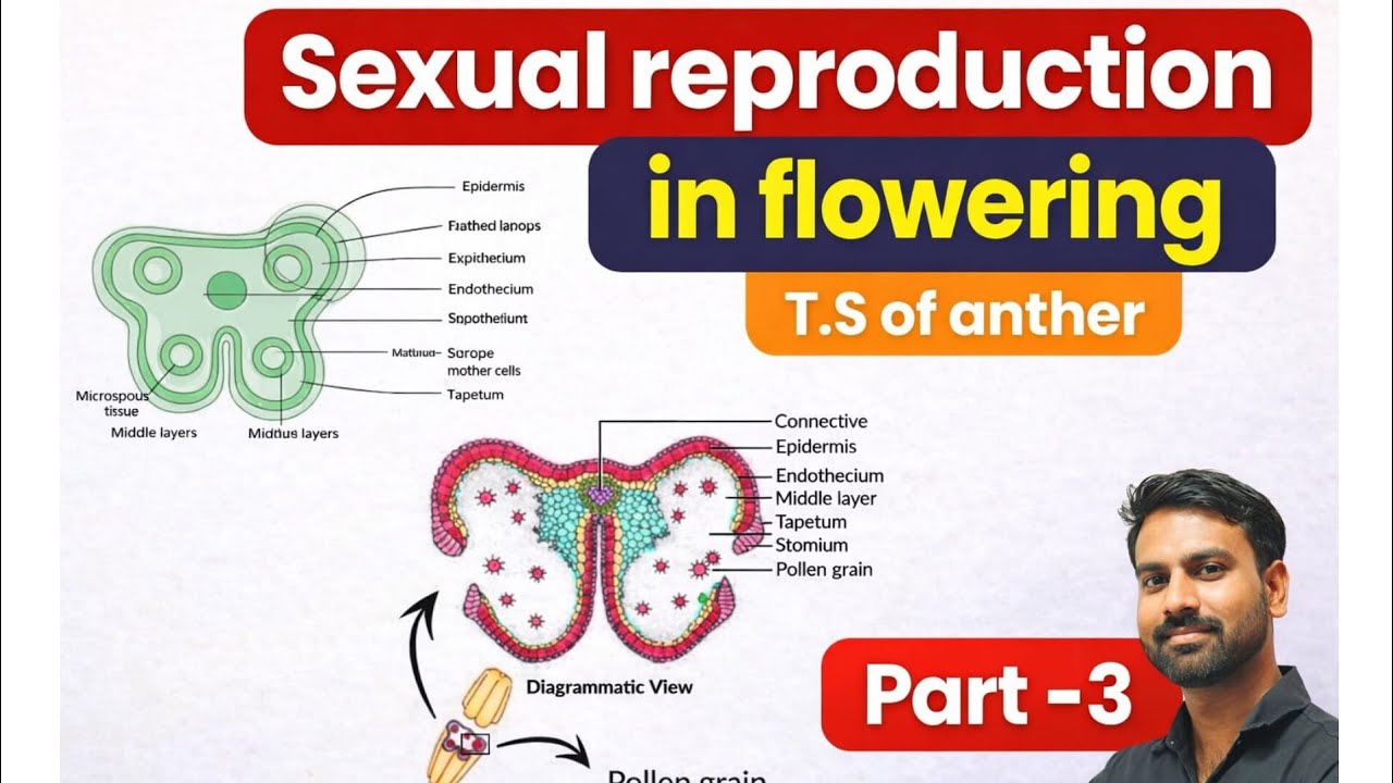 Part-3|T S Of Anther | Sexual Reproduction in Flowering Plants | Class 12th | Biology