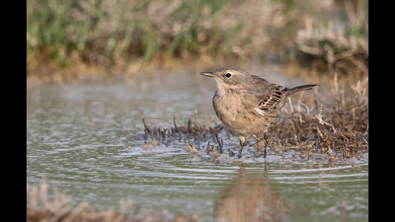 Water Pipit bathing