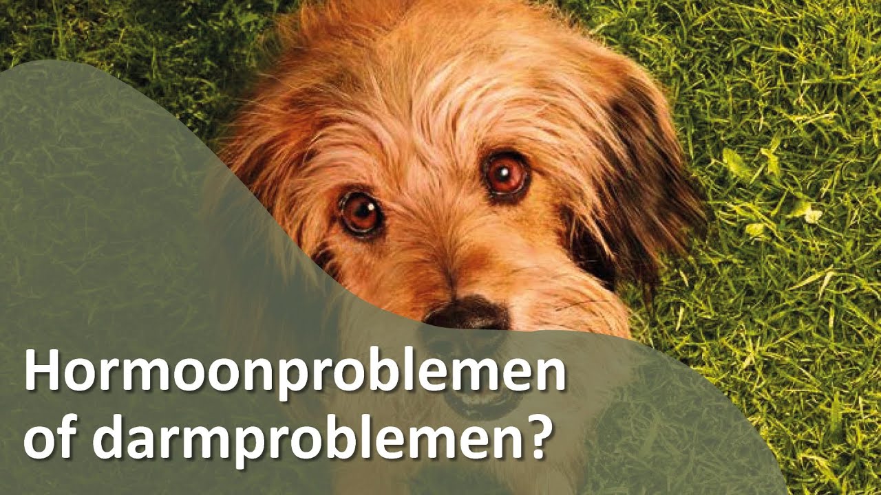 HORMOONPROBLEMEN OF DARMPROBLEMEN? Honden TV S02E12