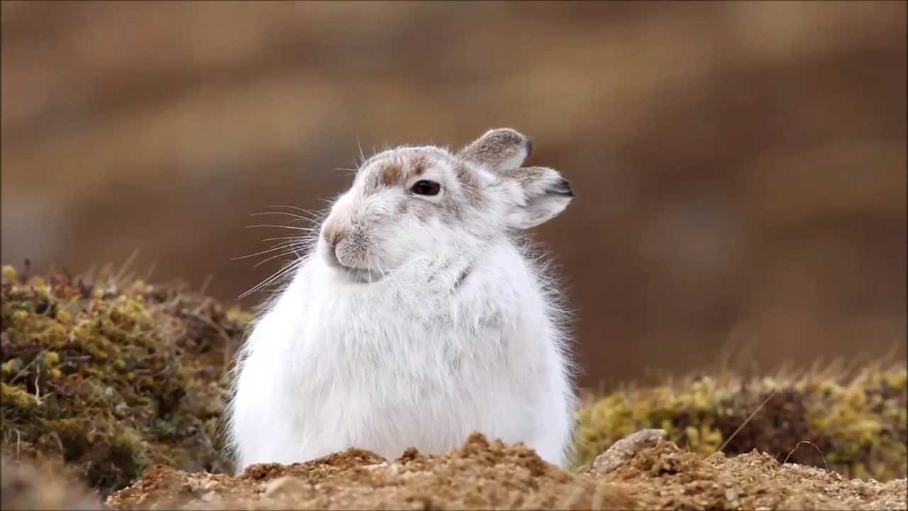 Scottish Mountain Hare - Wake Up Sleepy head!