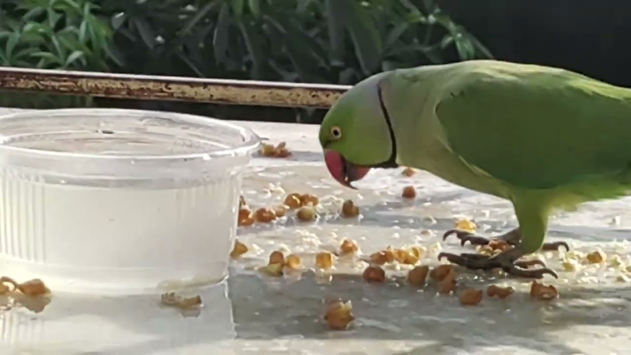 দারুন একটি মজার ভিডিও 