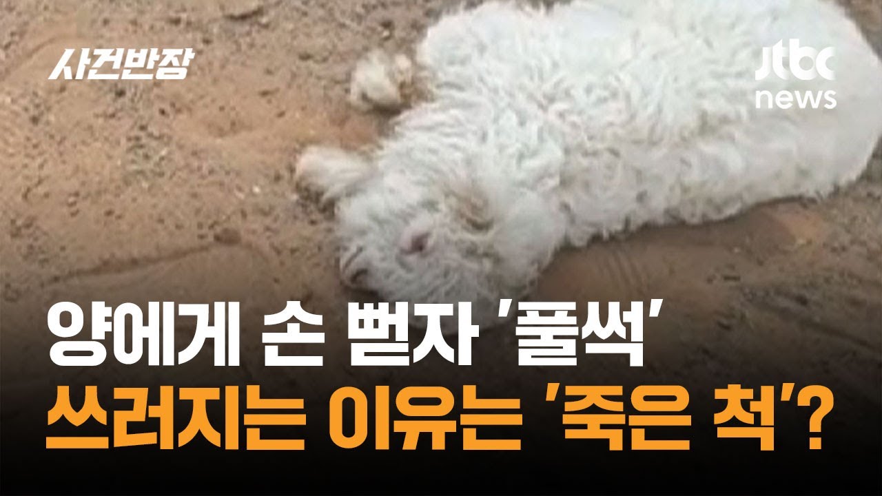 양에게 손 뻗자 '풀썩'…계속 쓰러지는 이유는 '죽은 척'? #글로벌픽 / JTBC 사건반장