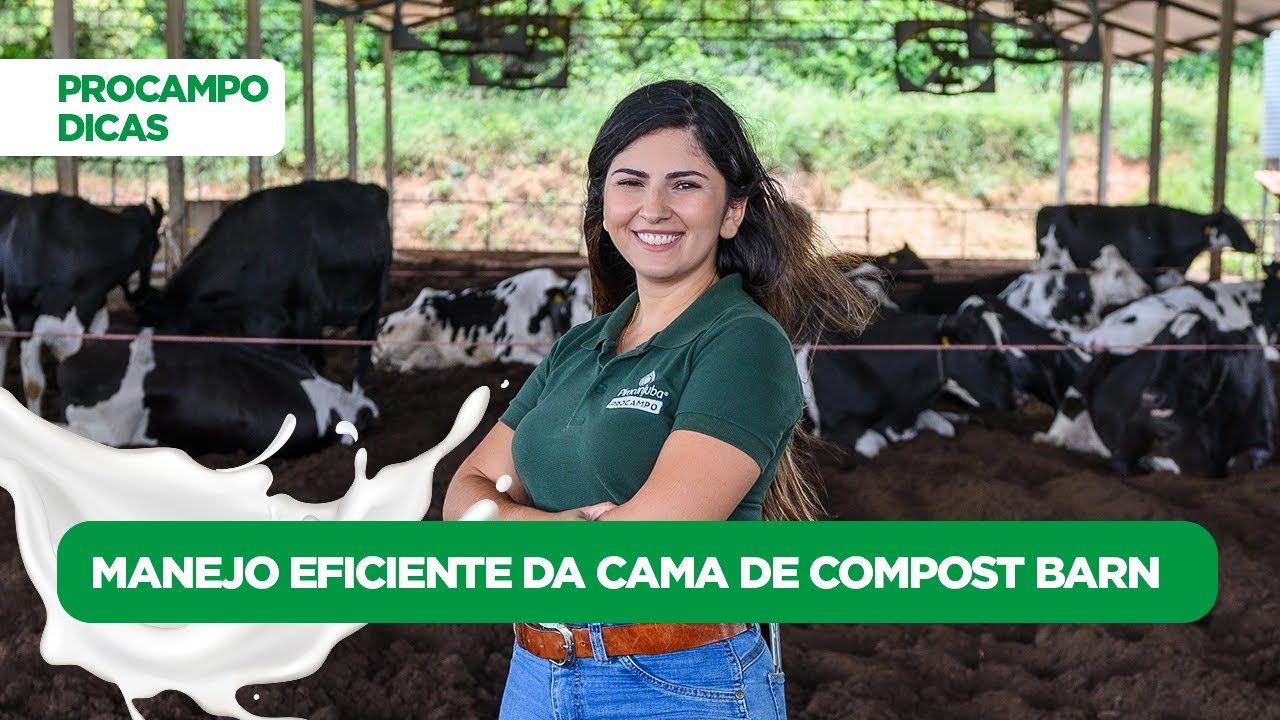 ProCampo Dicas - Manejo eficiente da cama de Compost Barn