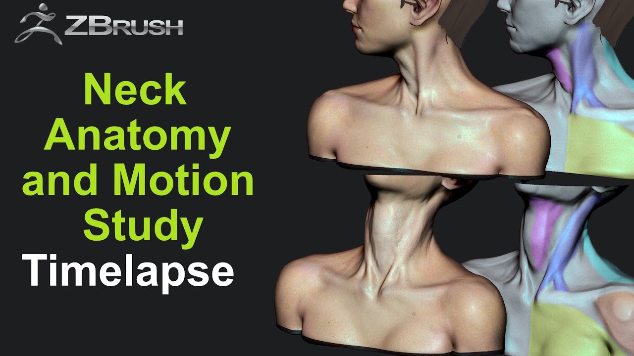 Anatomy sculpting in Zbrush - Neck Anatomy and Motion