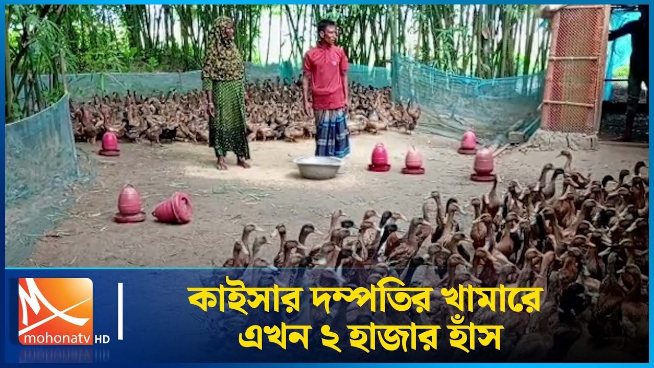 কাইসার দম্পতির খামারে এখন ২ হাজার হাঁস | Mohona TV