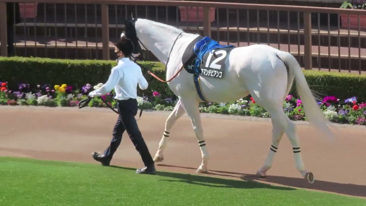 2026年3月8日 中山10R 総武ステークス パドック アマンテビアンコ