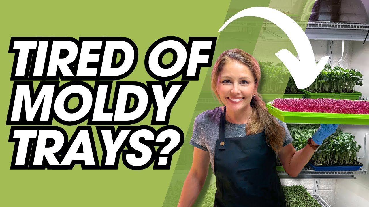 How to Grow Healthy Amaranth Microgreens | Mold Prevention Tips