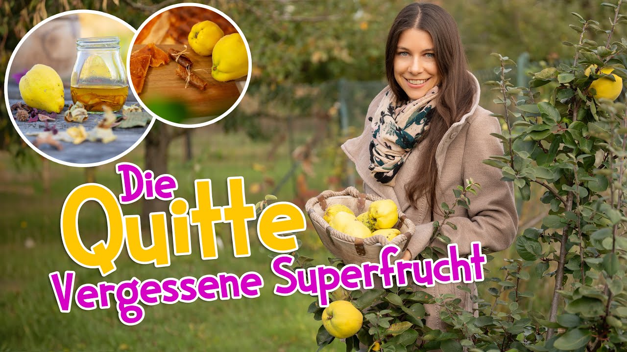 Quitte - die besten Rezepte 💛 Vergessene Wildfrucht im Herbst 🍁 #quitte #herbst #garten #wildkr&auml;uter