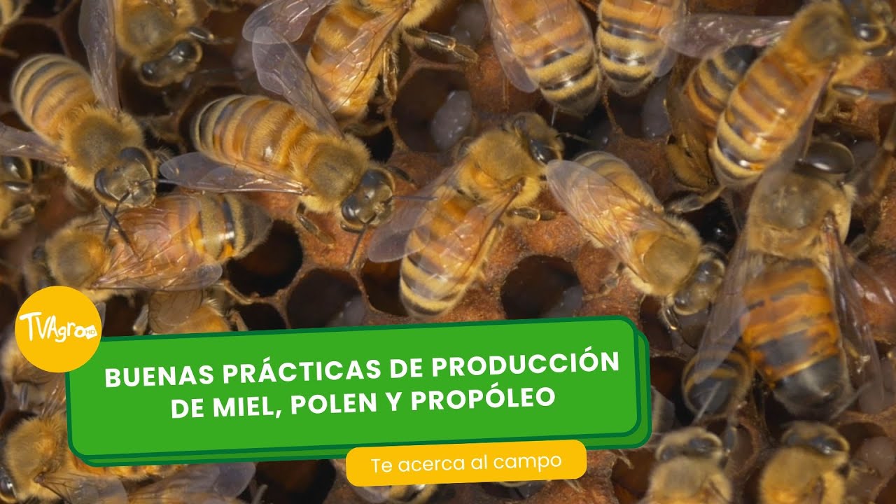 Buenas prácticas de producción de miel, polen y propoleo- TvAgro por Juan Gonzalo Angel Restrepo