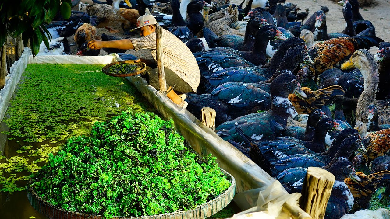 Using Azolla in Duck Farming for Profit | Planting Azolla | End