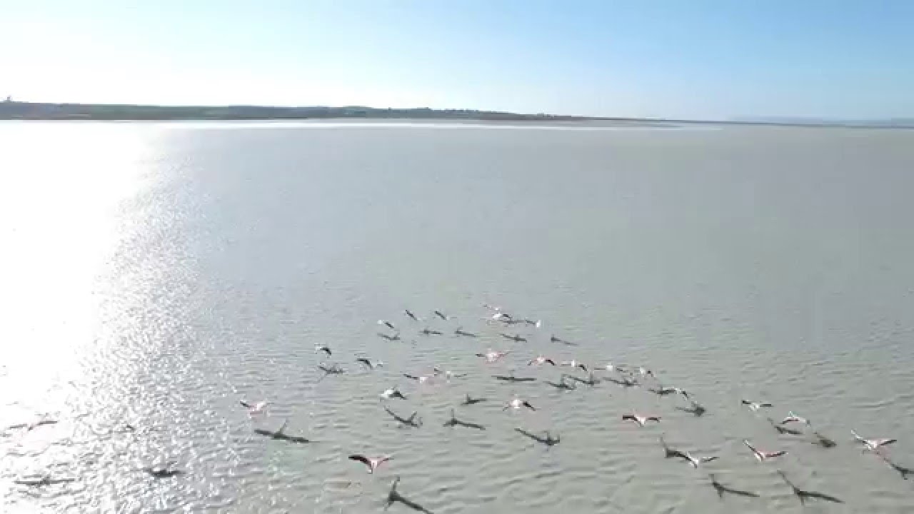 CyAero: Flamingos at Limassol Salt Lake 9 Jan 2016