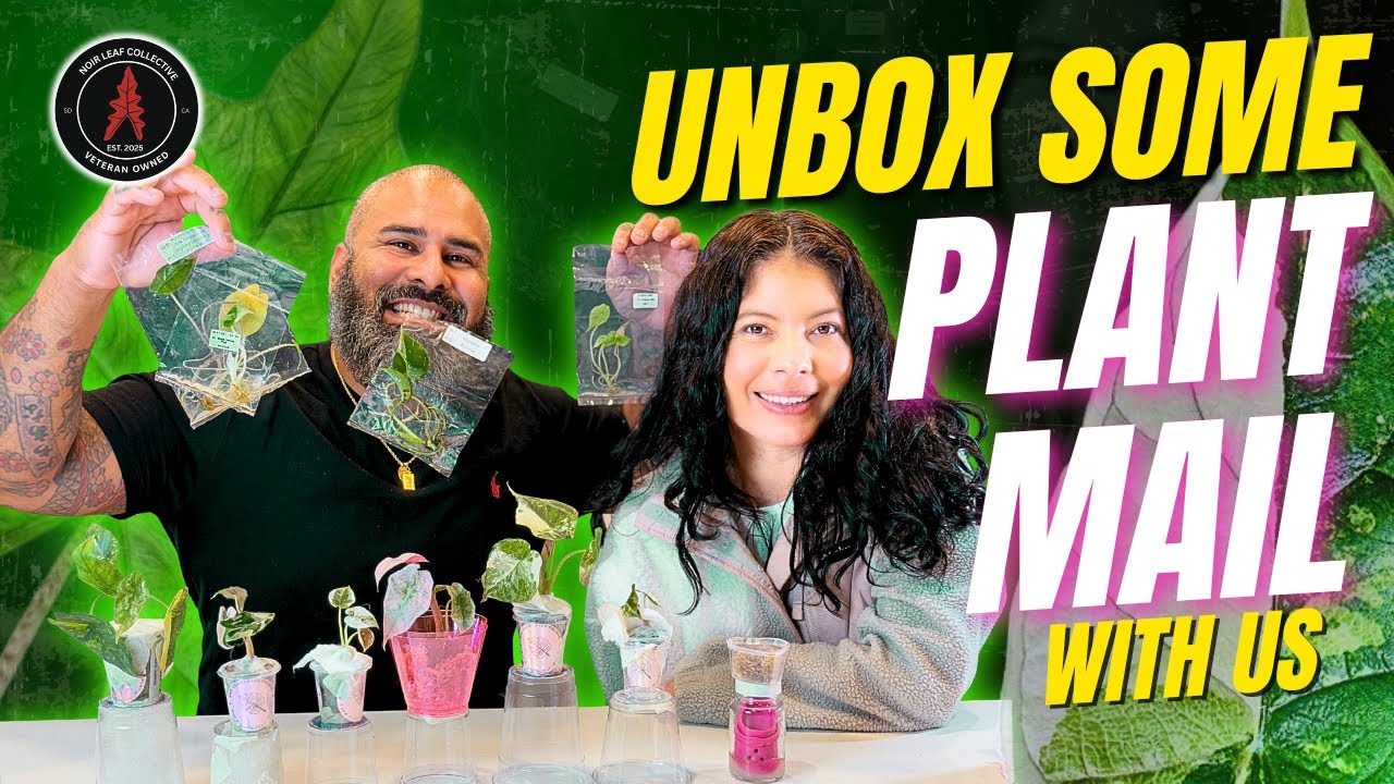 1st Big Unbox of 2026