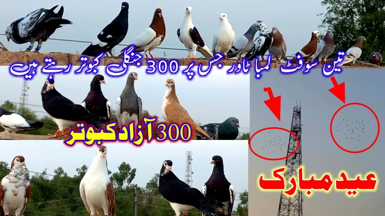 300 foot tall tower that houses 300 wild pigeons | 300 free pigeons | Happy Eid