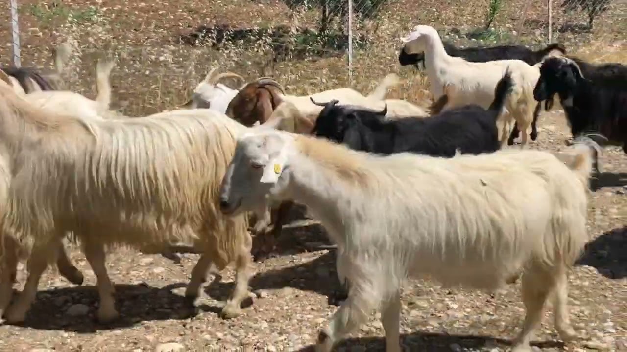 FERMAN KİMİN OLURSA OLSUN, DAĞLAR BİZİMDİR!