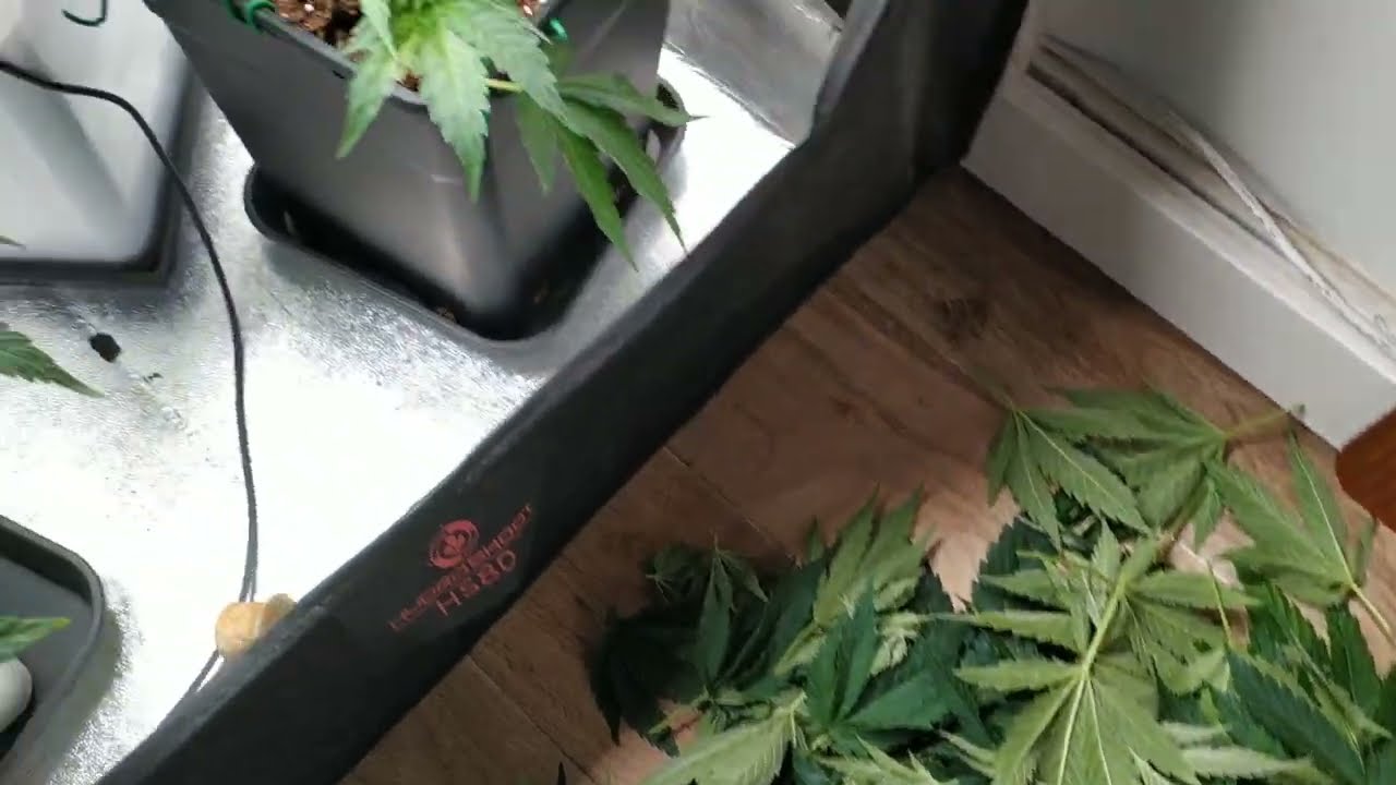 Defoliaci&oacute;n al cambiar a floraci&oacute;n #shorts