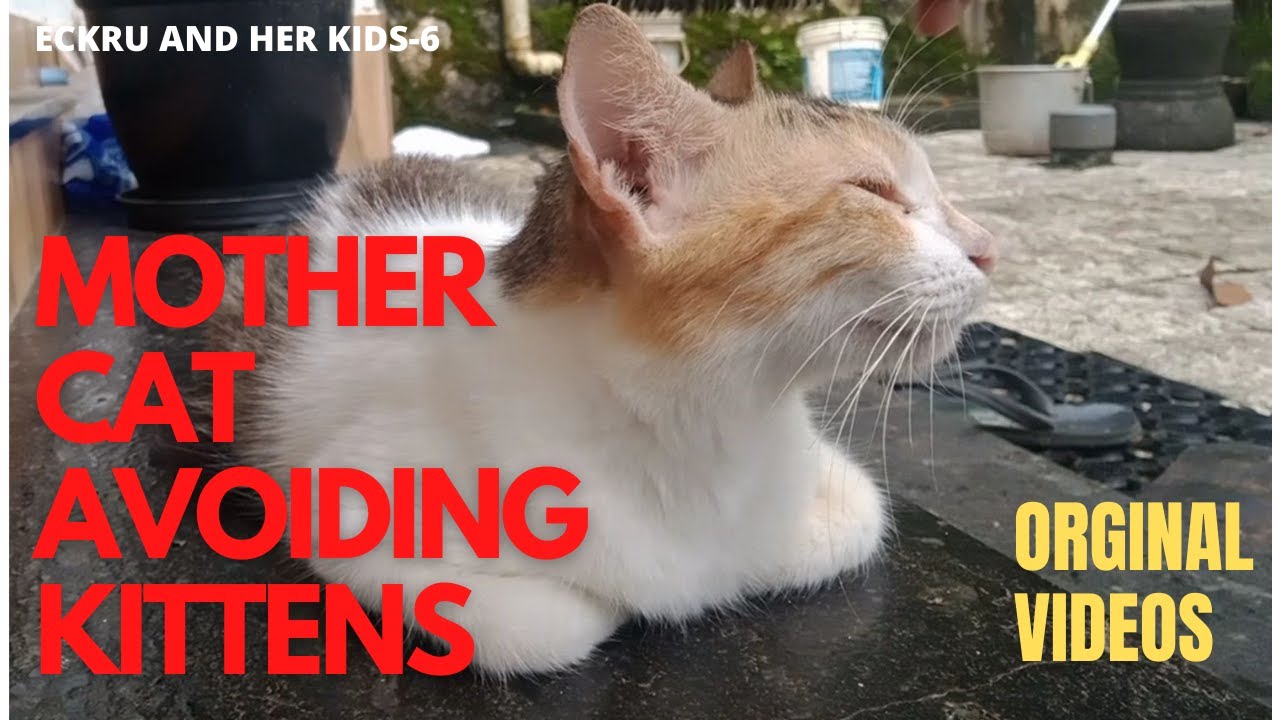 Mother Cat's Behavior Change: What Caused Her To Become Aggressive Towards Her Kittens?