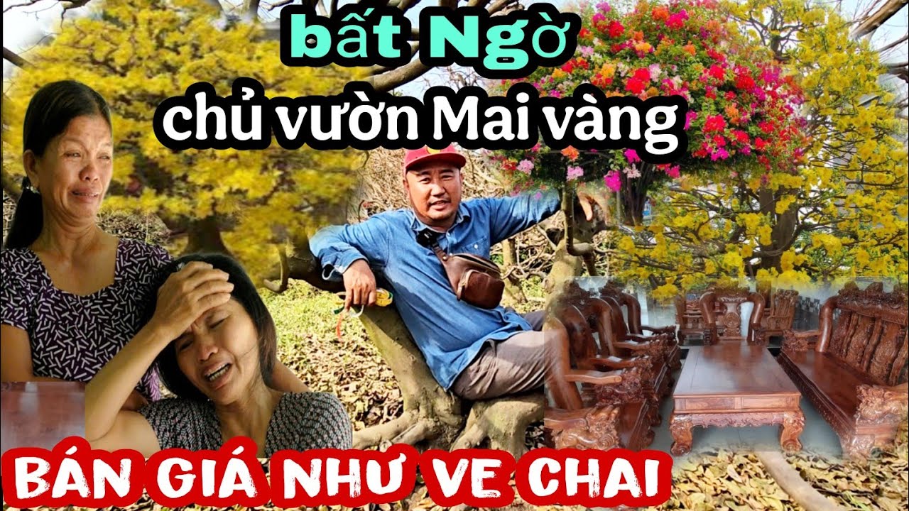 Vỡ Trận Thật Rồi Chủ Vườn Mai Cần Thanh Lý Bán Như Cho Ngay Lúc Này 2 Gốc Tứ Quí Siêu Bông Bình Lợi