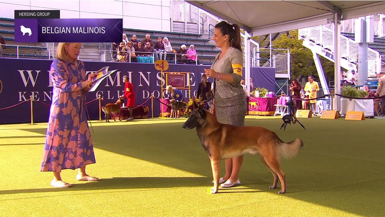 Belgian Malinois | Breed Judging 2024