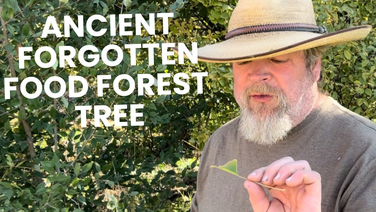 The Ancient Tree That Feeds The Future
