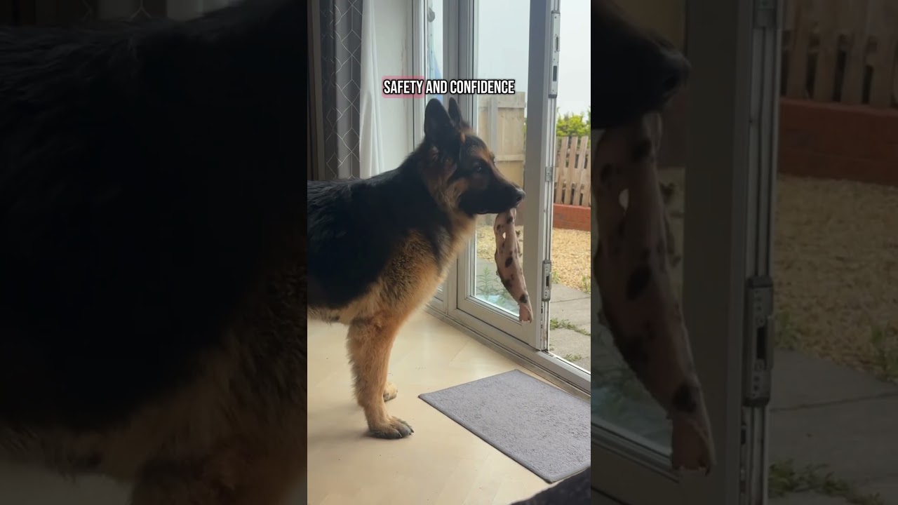 GSDs change your life! #germanshepherd #gsds #dogshorts #gsd #dogs #germanshepherddog #pets #cutedog
