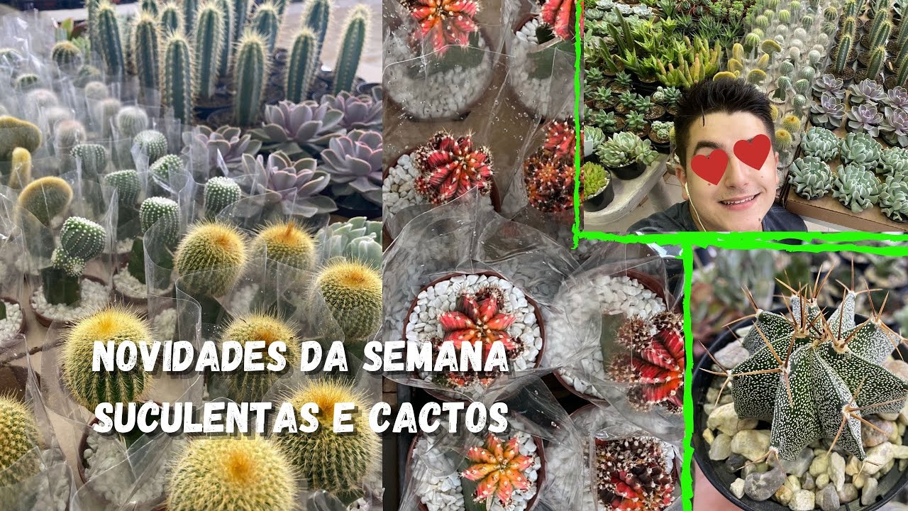 SUCULENTAS E CACTOS DISPON&Iacute;VEIS PARA VENDA - NOVIDADES DESSA SEMANA - DIA DAS M&Atilde;ES