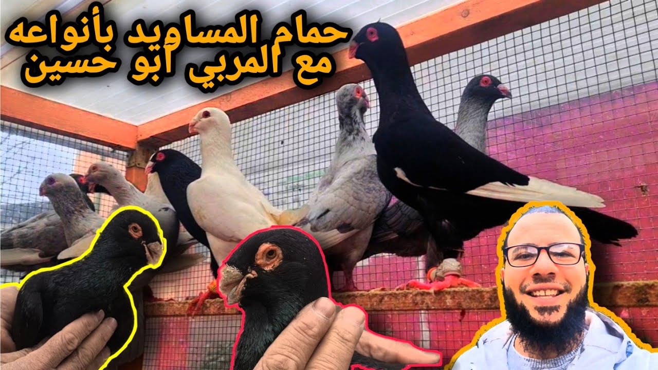 حمام المساويد بأنواعه مع المربي ابو حسين