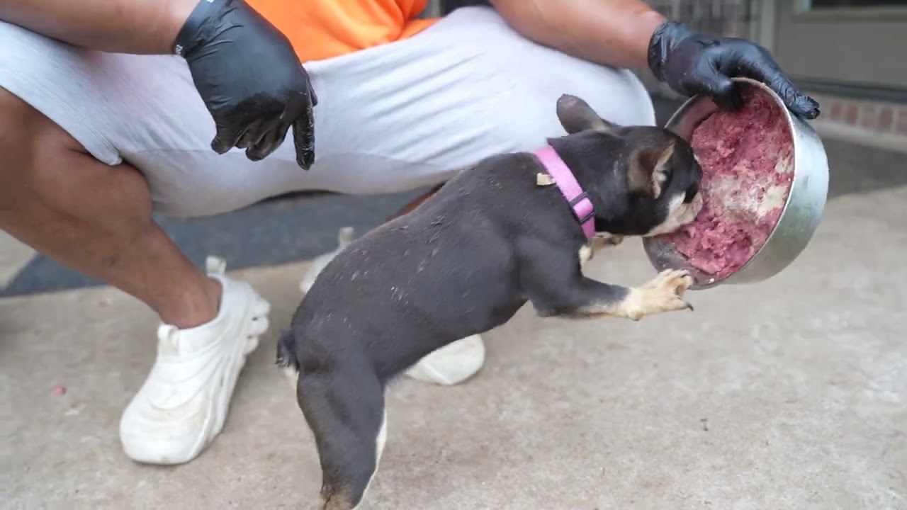 Fixing Easty Westy: How to Correct Your Dogs Paws