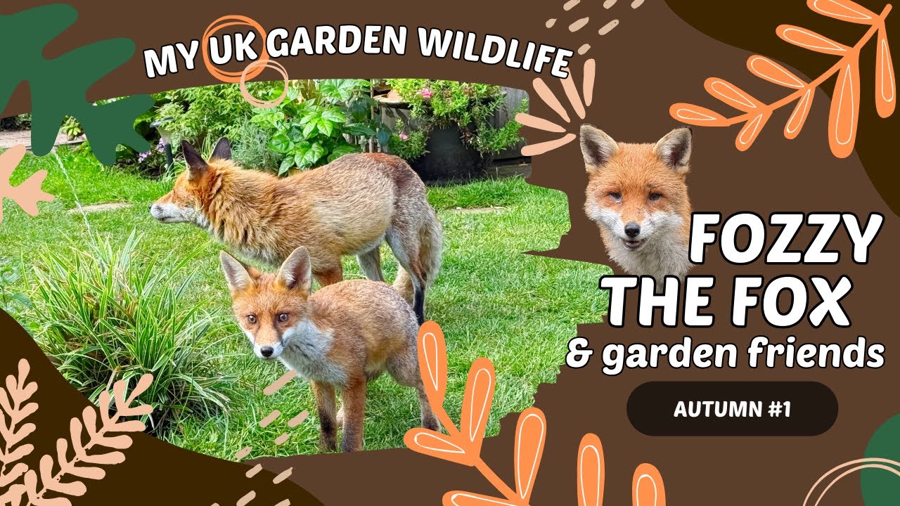 Garden Wildlife #1 - Introducing Fozzy the Fox and his cubs