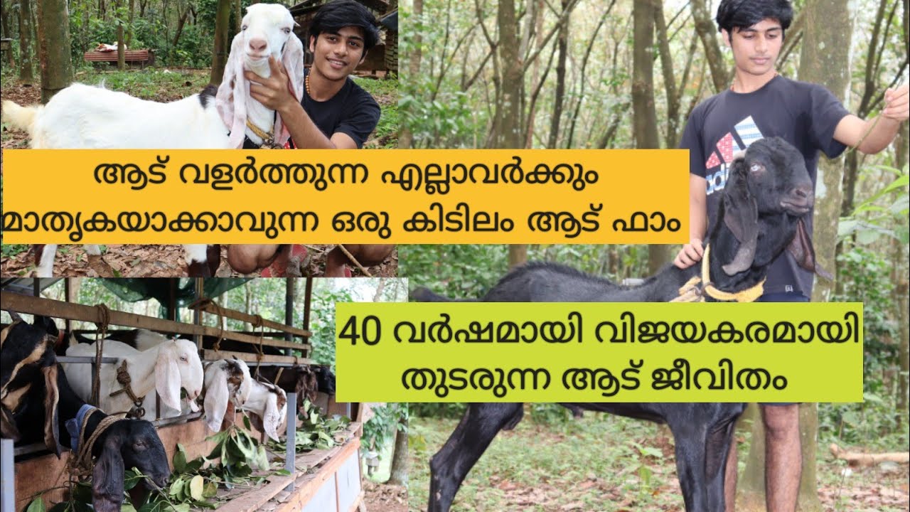 Goat Farming Kerala | മെൽവിന്റെ ആട് വളർത്തൽ| ആട് വളർത്തൽ സമ്പൂർണ വീഡിയോ| Goat farm malayalam