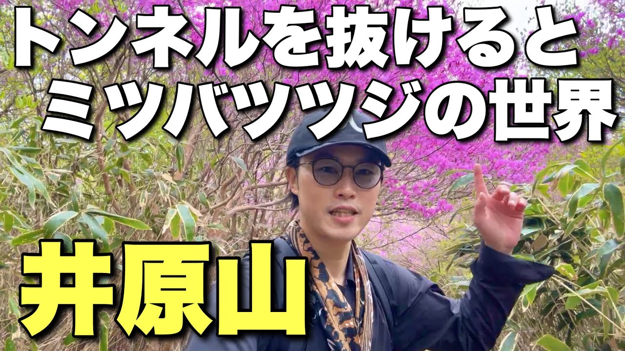 【福岡の九州百名山】井原山のミツバツツジのトンネルは今年も綺麗！【お花回】