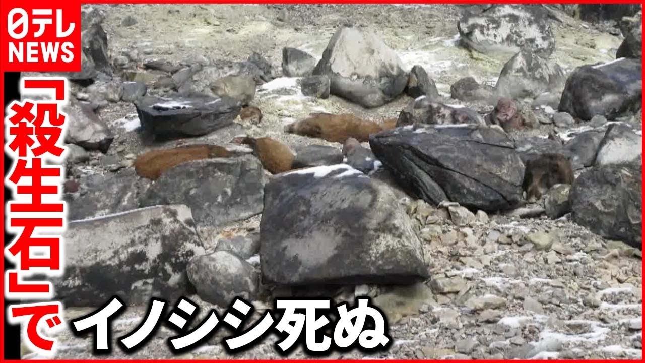 【何が】一度に8頭の死がい…硫化水素を吸い込んだか  栃木・那須町