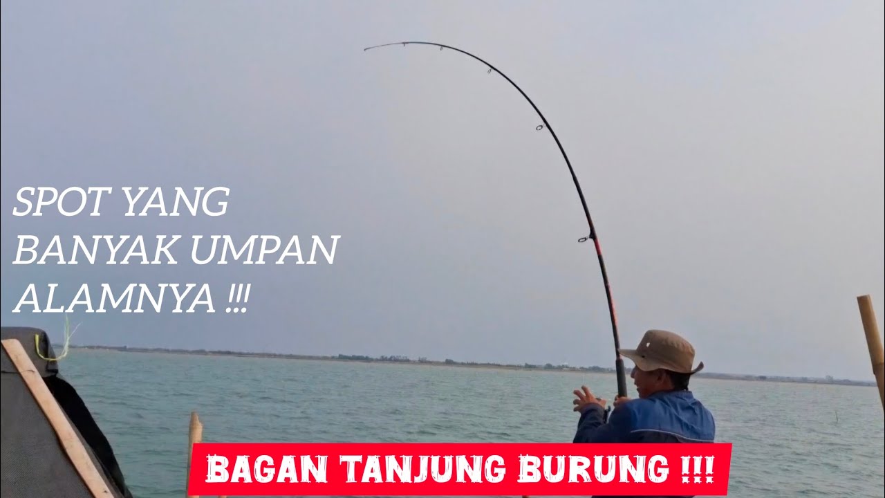 BALIK LAGI KE SPOT YANG UMPAN NYA BERLIMPAH || BAGAN TANJUNG BURUNG