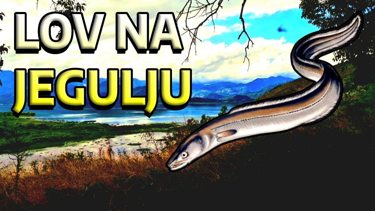 LOV NA JEGULJU #Skadarskojezero#Lov#Priroda napala me jegulja!!!