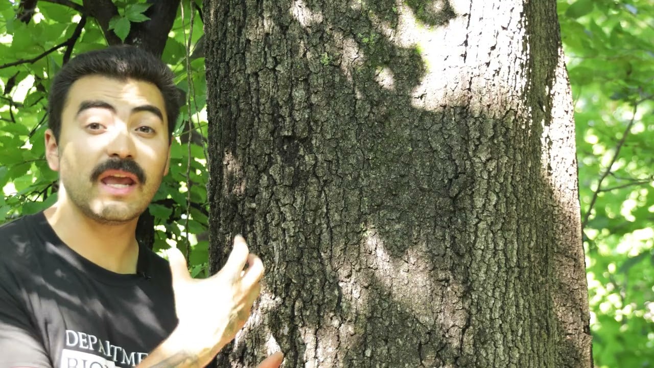 Oaks (Quercus spp.)