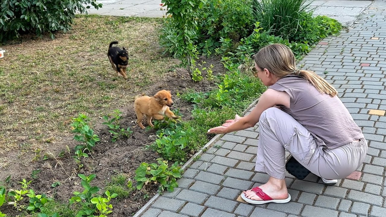 Щенки, брошенные без всякой пощады, не перестают прыгать от радости после спасения