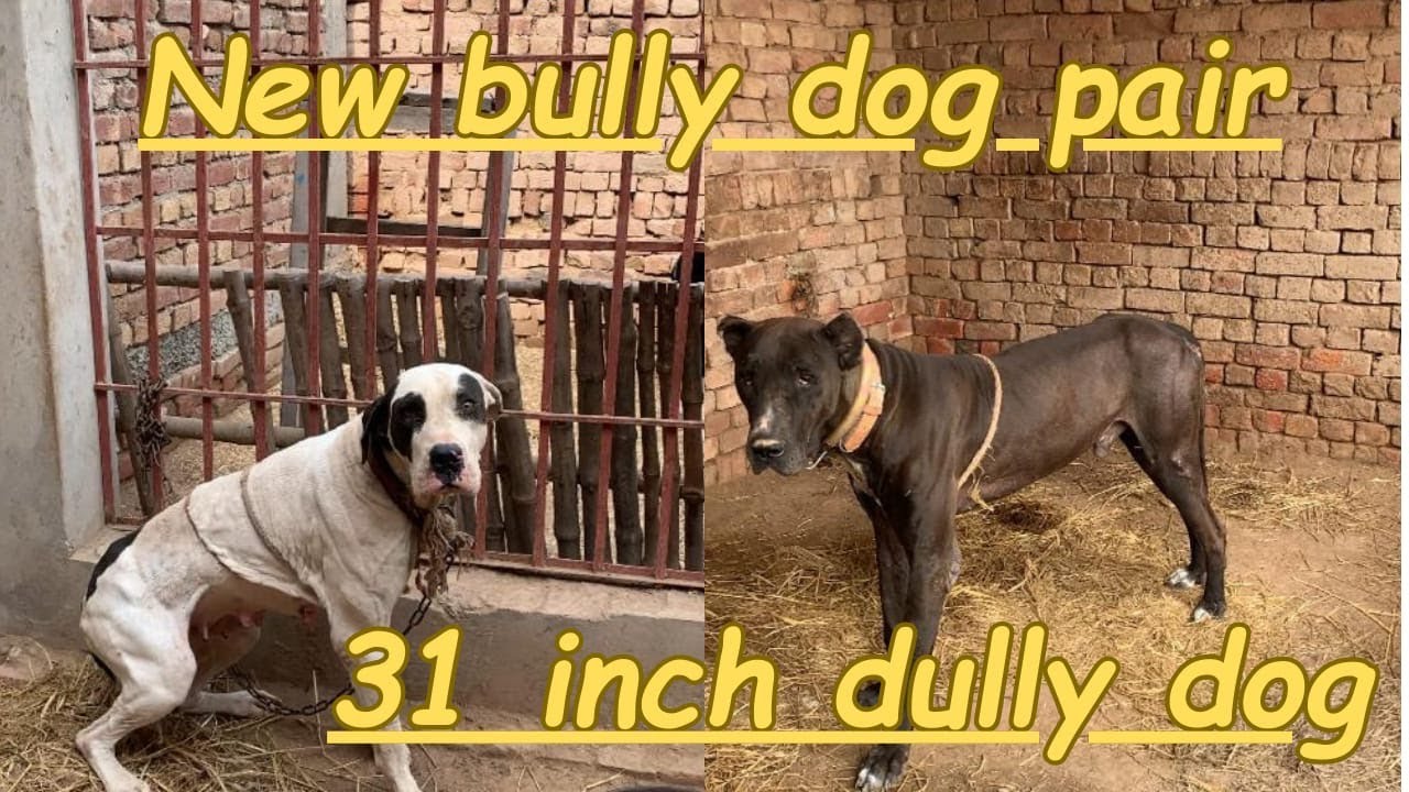 Pakistan biggest bully dog || 190k ka bully kutta || Pakistani bully kutta