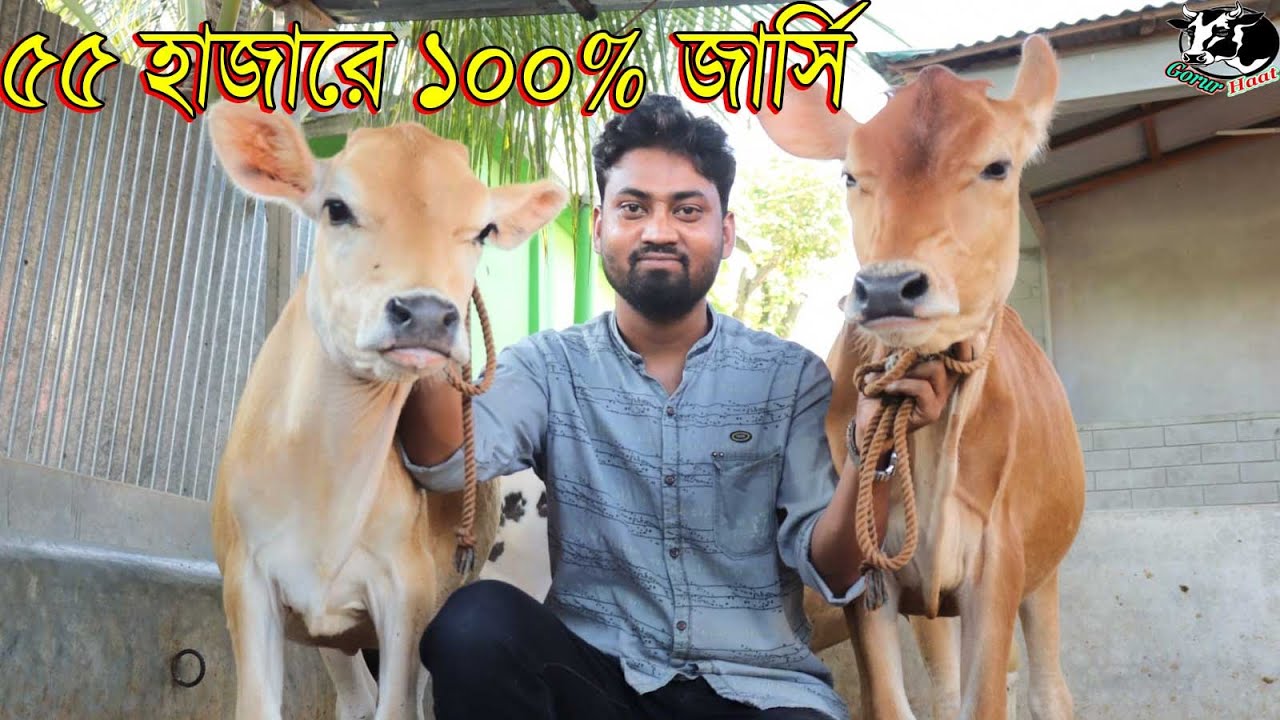 ৫৫ হাজারে বাঘাবাড়ী এলাকার ১০০% জার্সি বকনা । সোলায়মান ভাই মানেই A Categoryকোয়ালিটি সম্পুর্ন বকনা।
