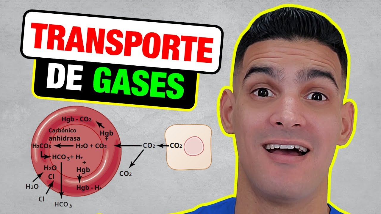 ¡TRANSPORTE de GASES: O2 y CO2 (Como NUNCA te lo han EXPLICADO)!