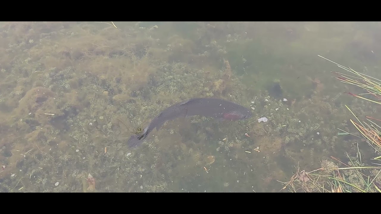 Flyfishing at Ardaire Springs