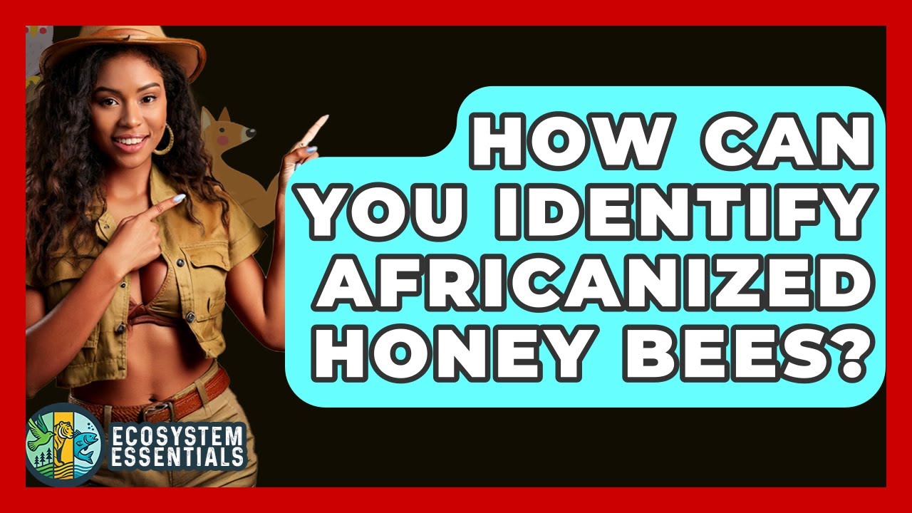 How Can You Identify Africanized Honey Bees? - Ecosystem Essentials