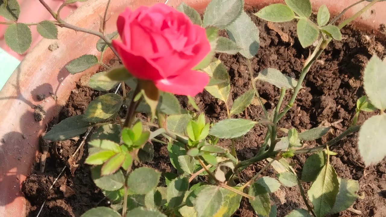गुलाब के कलम को लगाने का सबसे आसन तरीका 100% रिजल्ट  के साथ🔥🔥