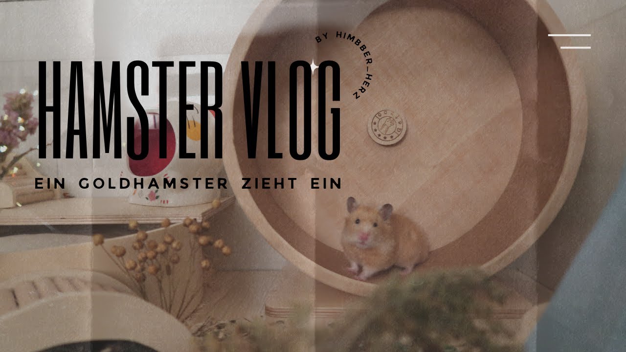Ein Goldhamster zieht ein | Hamster Vlog