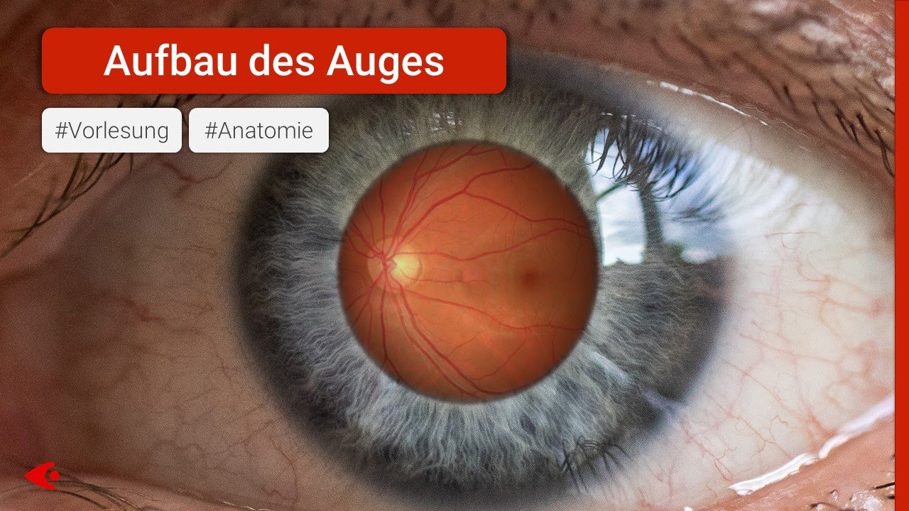 Das Auge - Aufbau und Funktion | Anatomie Vorlesung